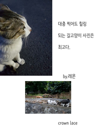 대충찍어도 힐링되는 길고양이 사진은 최고다.